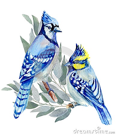 TWO BLUE BIRDS SITTING ON A BRANCH.JAYS.REALISTIC ANIMALS, FOREST BIRDS.WATERCOLORS ILLUSTRATION Stock Photo
